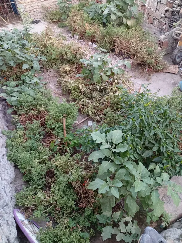 زمین روستائی حاجی آباد