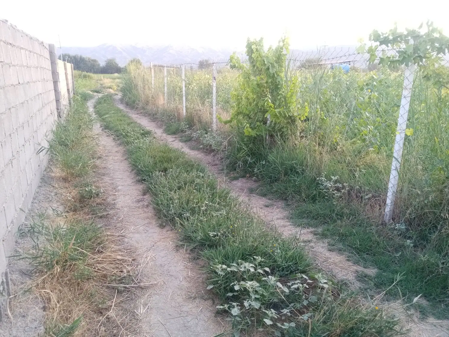 زمین کشاورزی روبه روی داشگاه آزاد