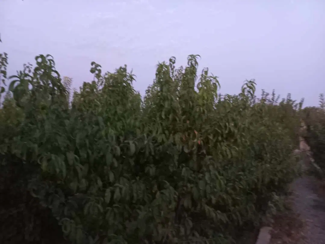 زمین نعمت آباد شمال