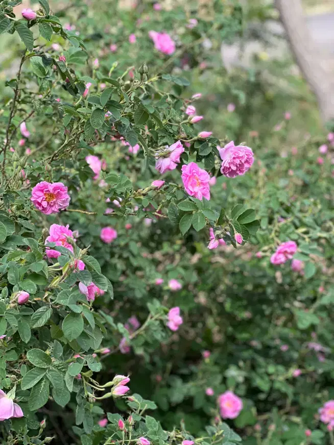 ۲ هکتار باغ واقع در ساوه معاوضه با ویلا لواسان