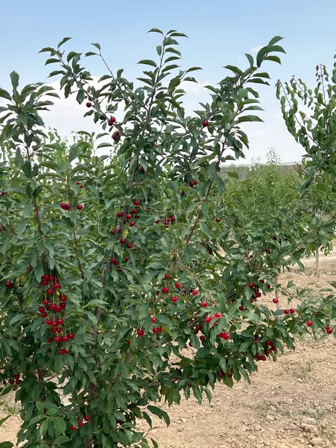 زمین دو بر با موقعیت استثنایی در جاده میقان