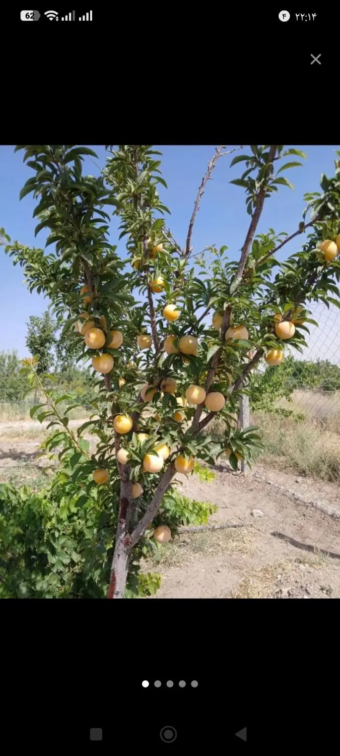 فروش باغچه۸۰۰متری