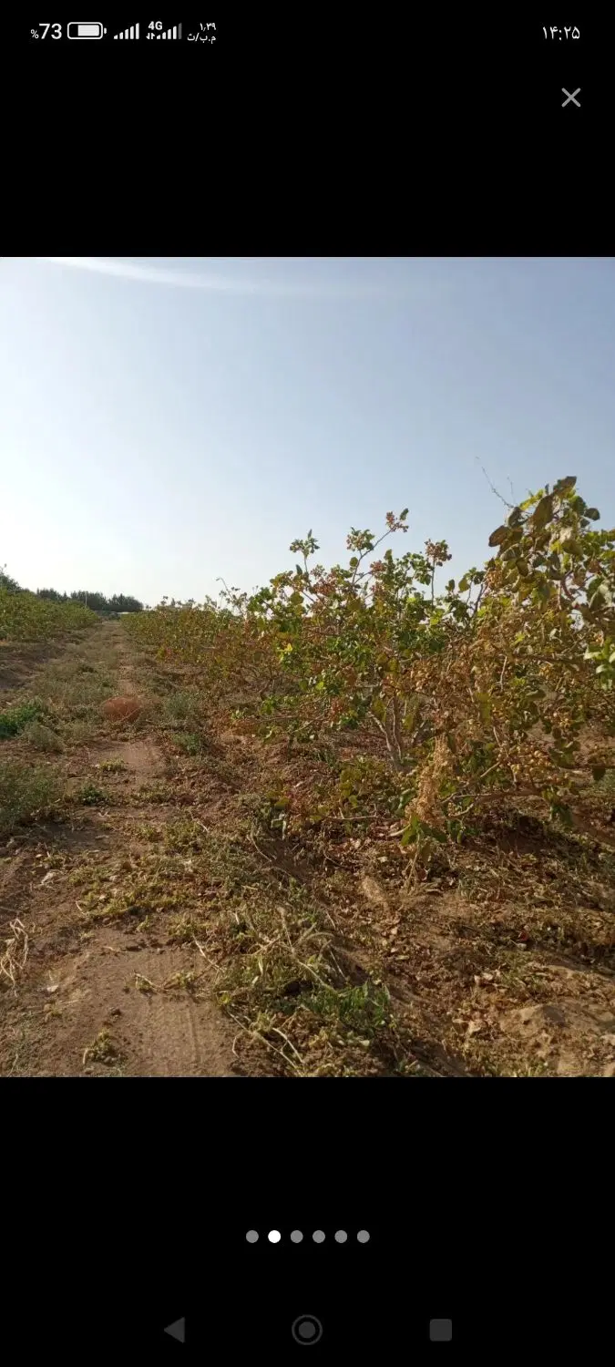 زمین کشاورزی پسته