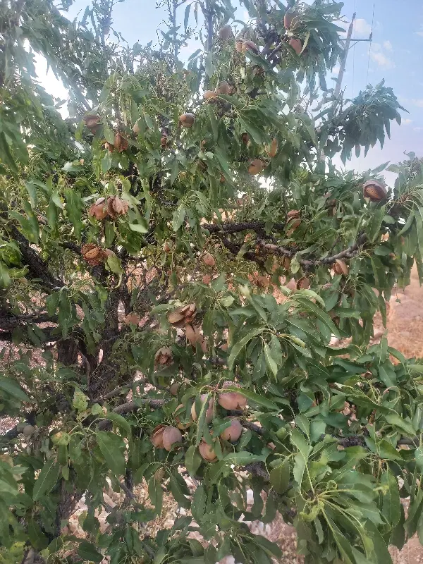 فروش ملک تفریحی بیابان
