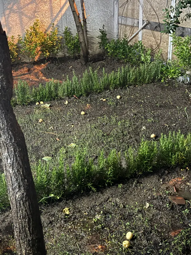 باغ ۷۰۰ متری شهران کوهسار