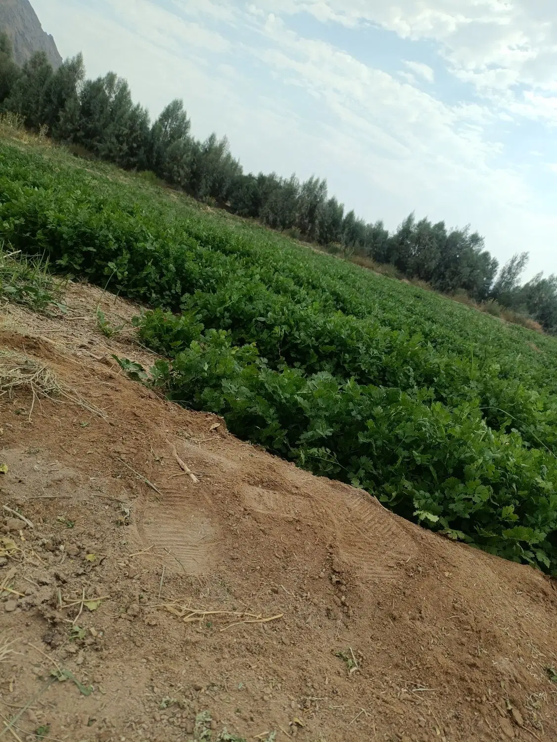 زمین یا خانه لوتین