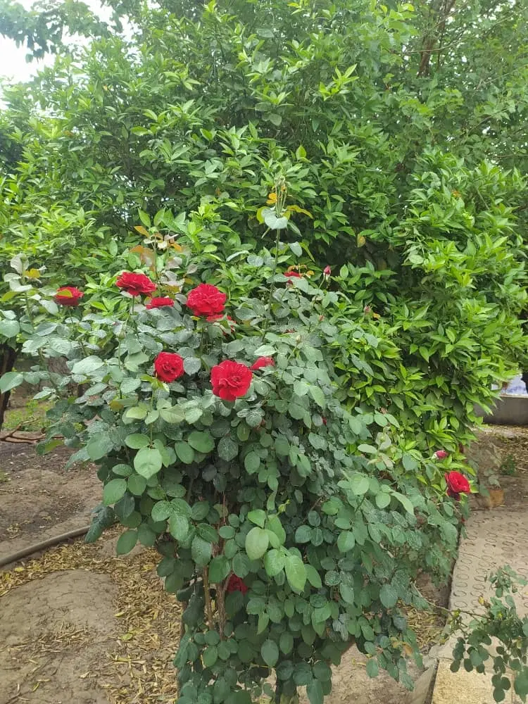 دو خوابه ۷۵ متری