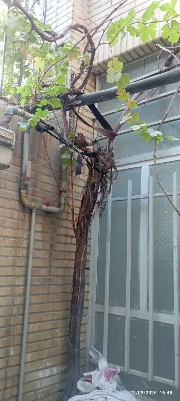 اجاره ویلایی دربست