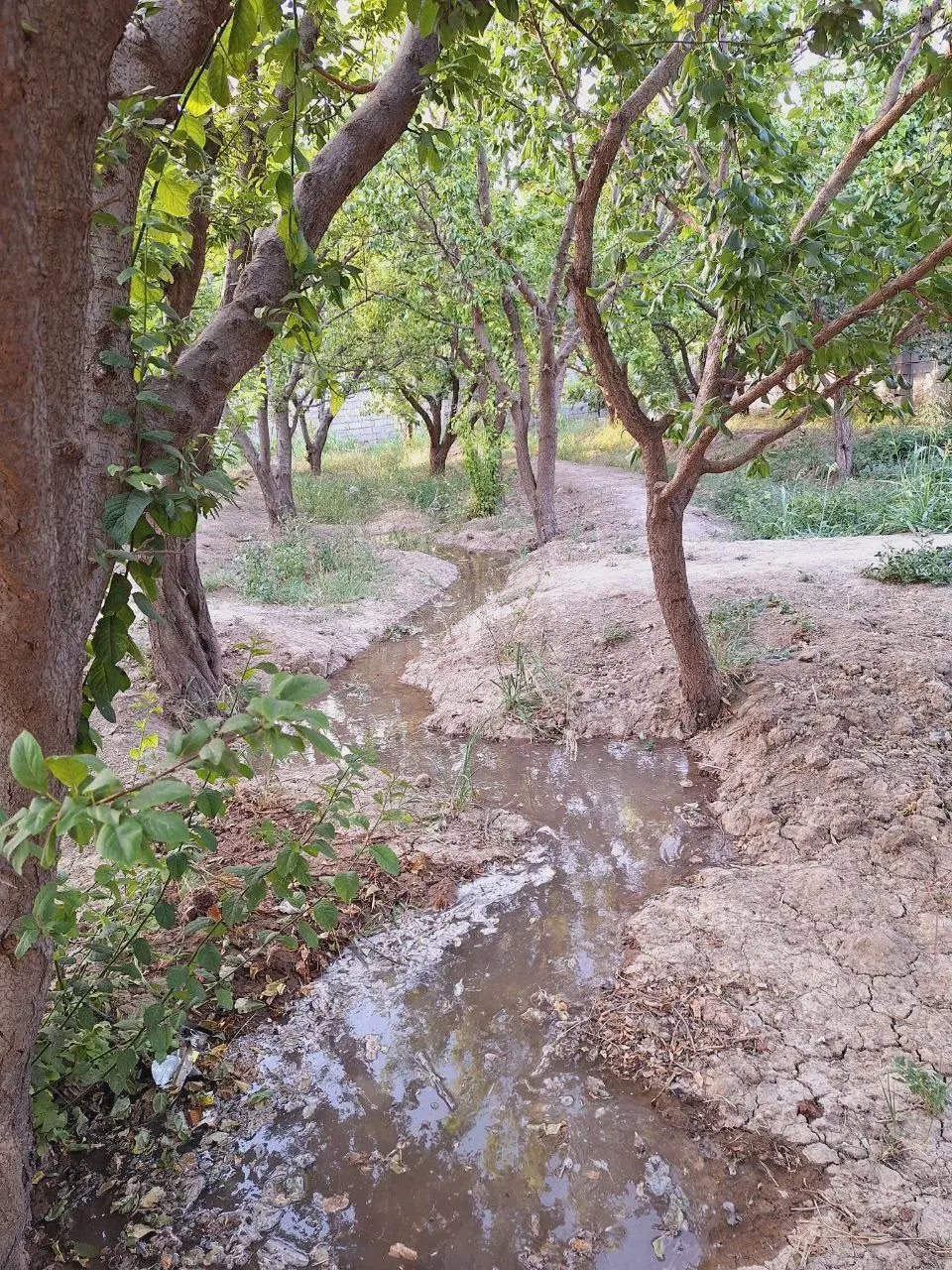 باغچه ملارد