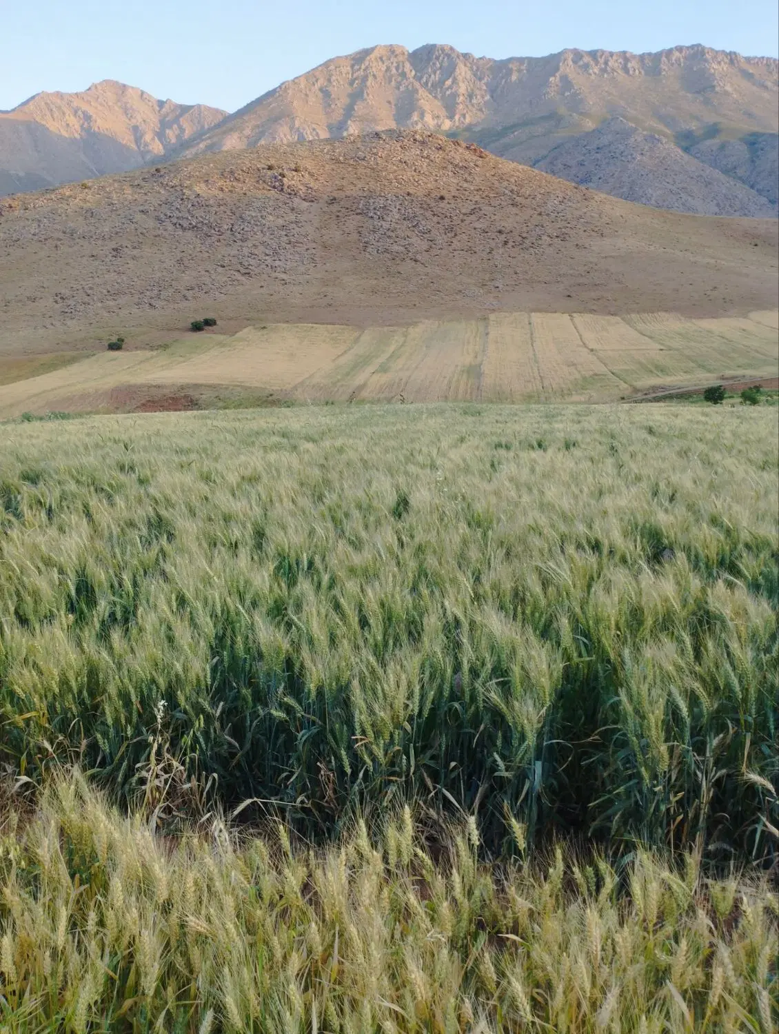 فروش زمین دیم