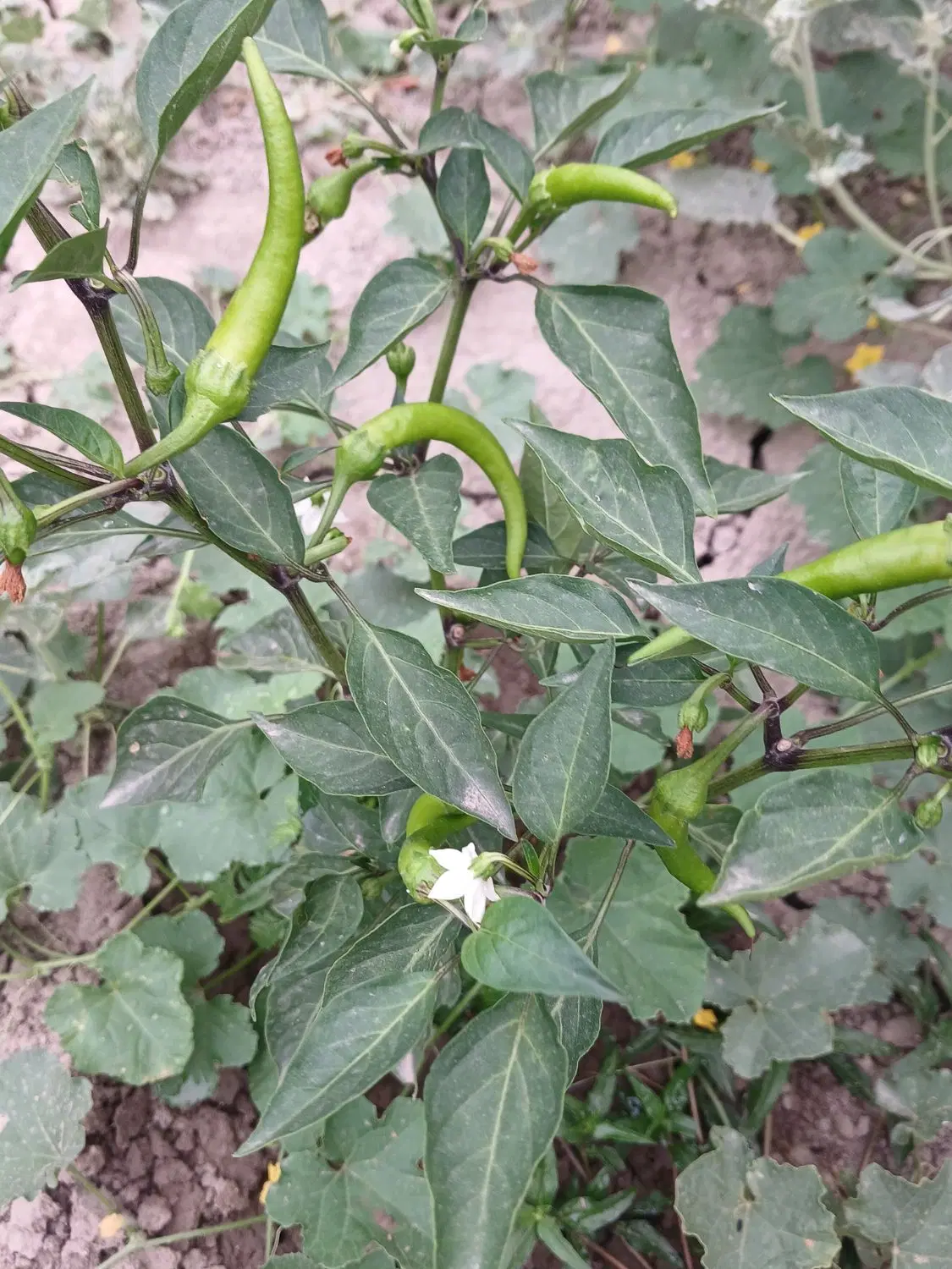 زمین فروشی