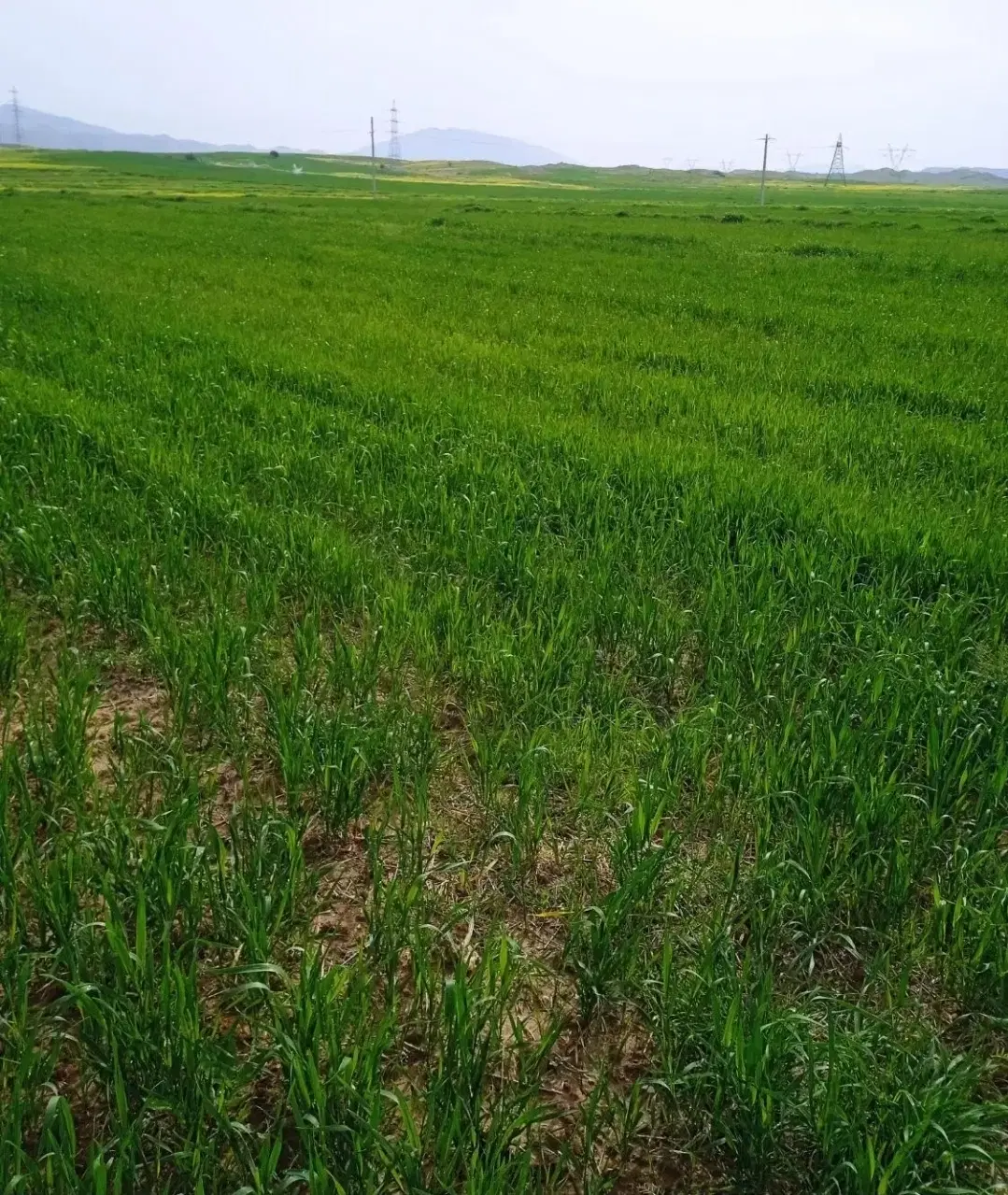 زمین کشاورزی بارانی و ابی مجهز