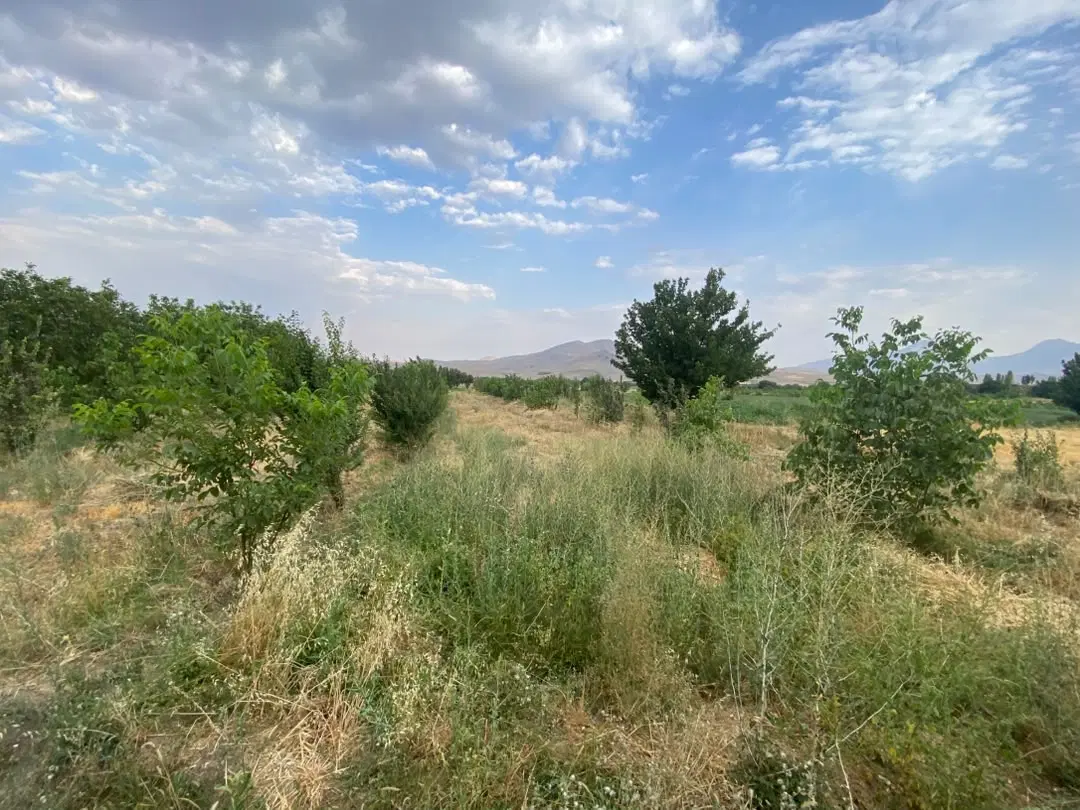 زمین باغی باغ