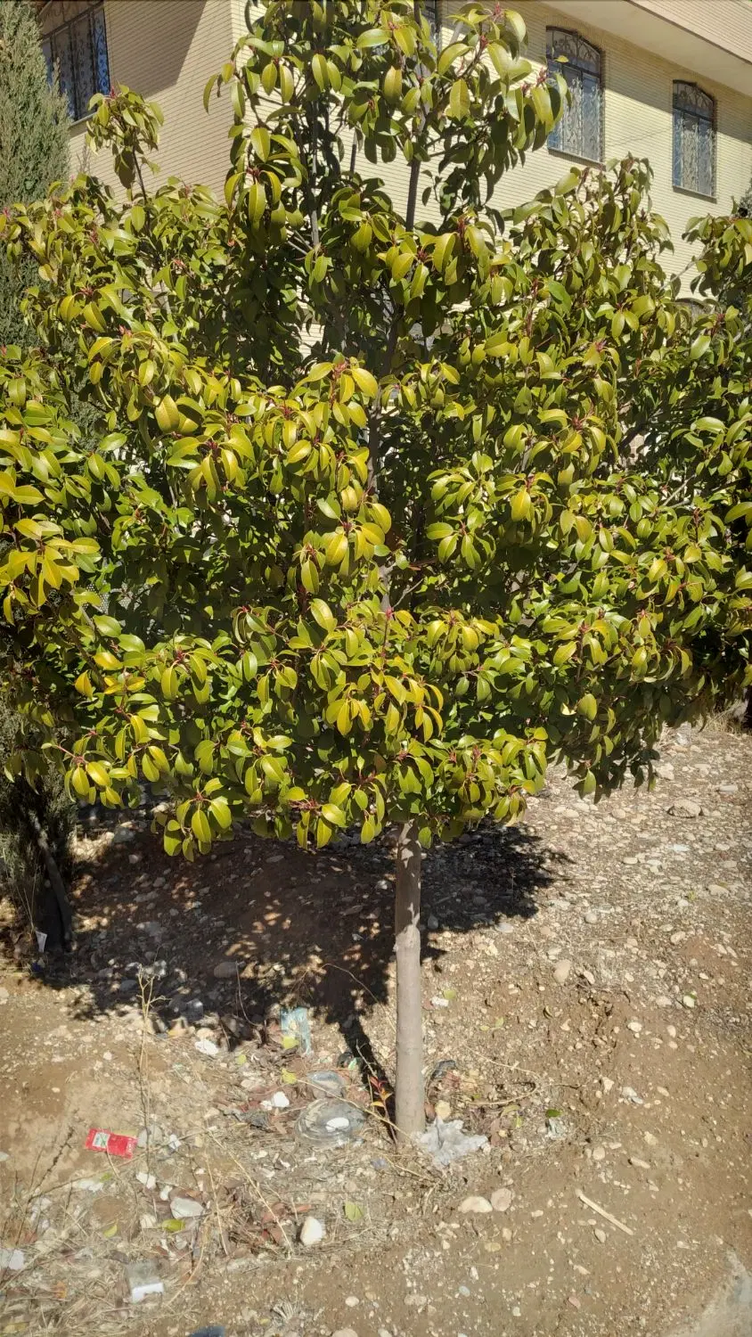 زمین باغ شهری