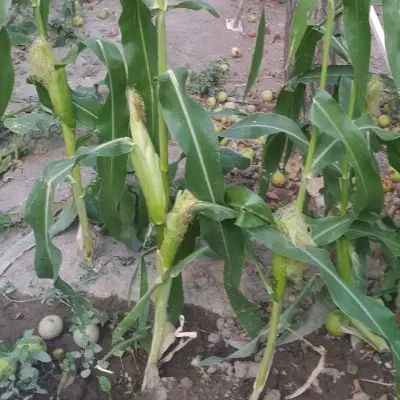 فروش زمین
