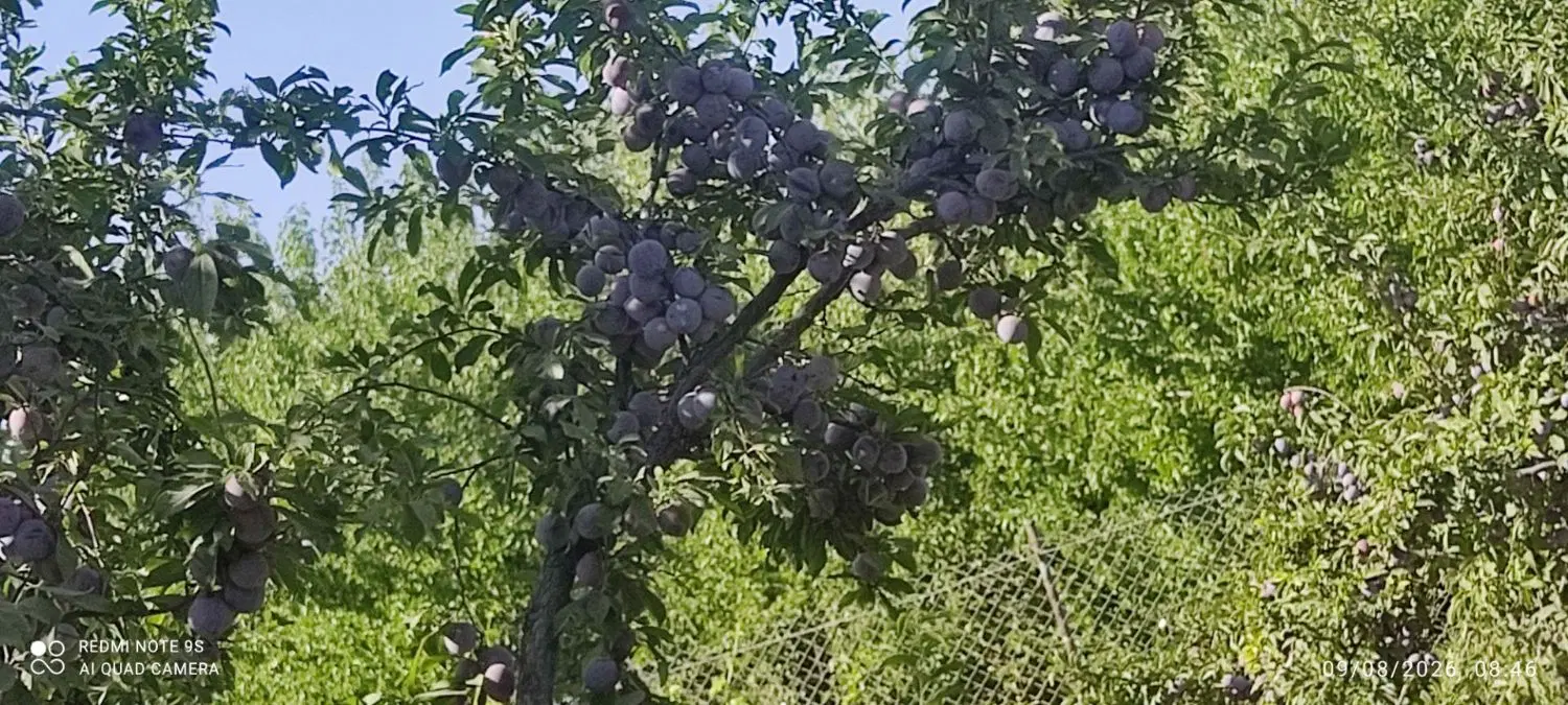 اجاره باغ آلو کالفرنیا