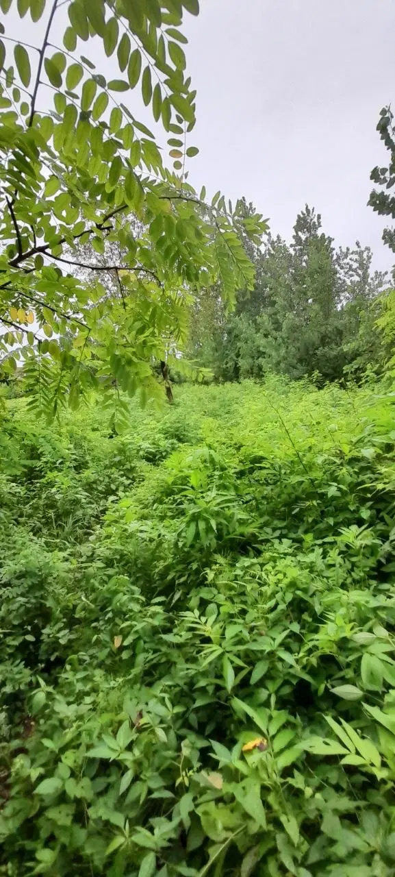 فروش زمین باغی و کشاورزی در جاده سنگر