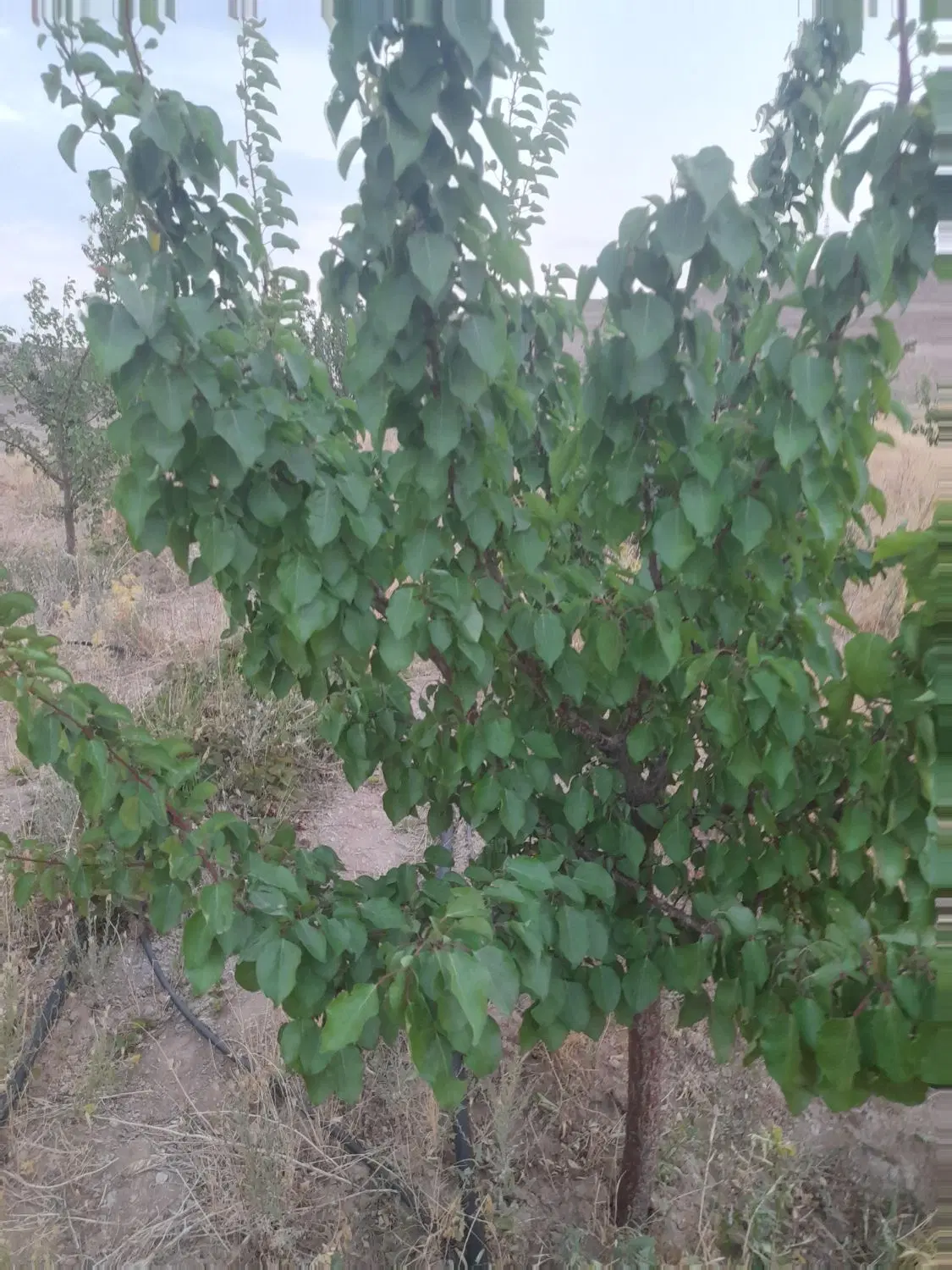 باغ ۲۵۰۰متری