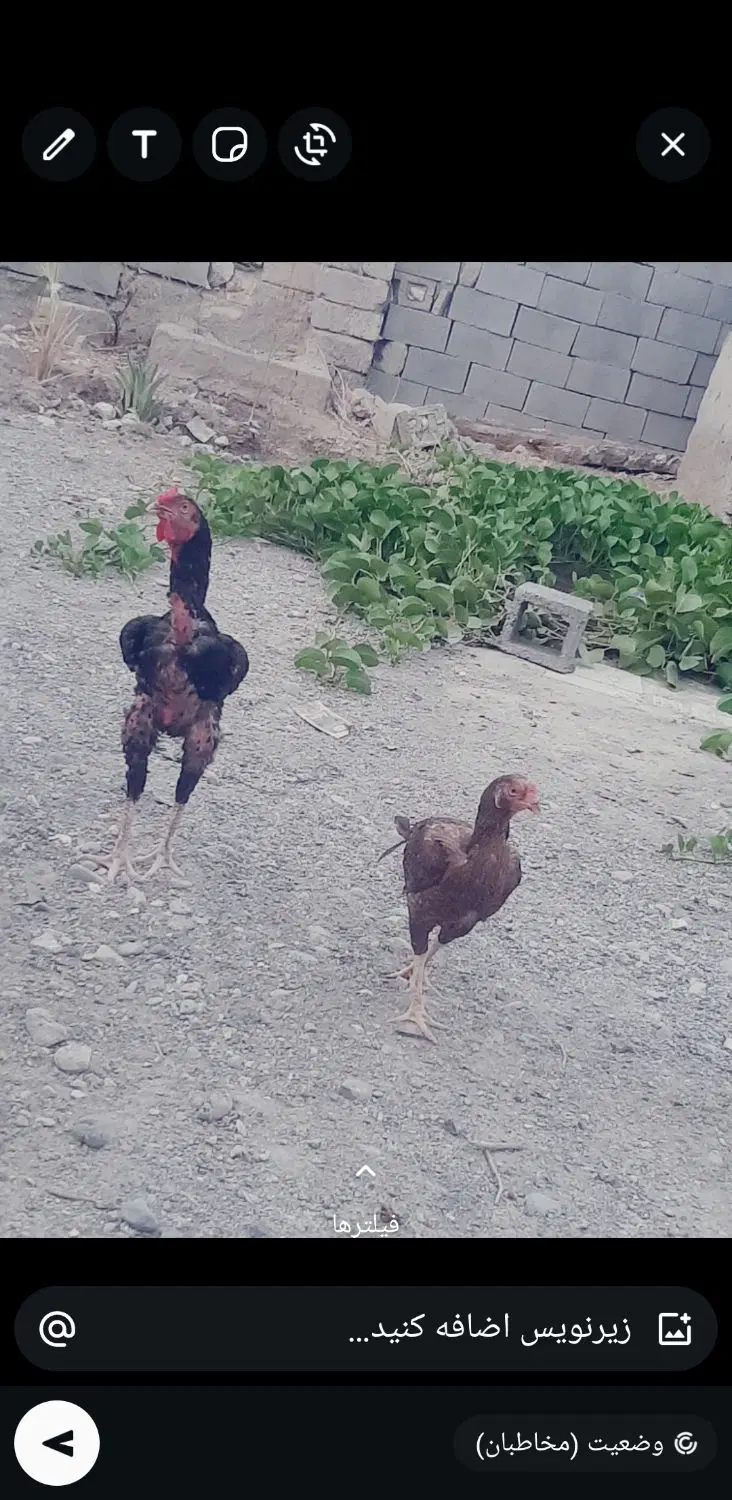 فروش.زمین.باغات