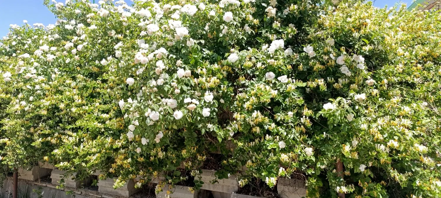 اجاره و رهن منزل ویلایی