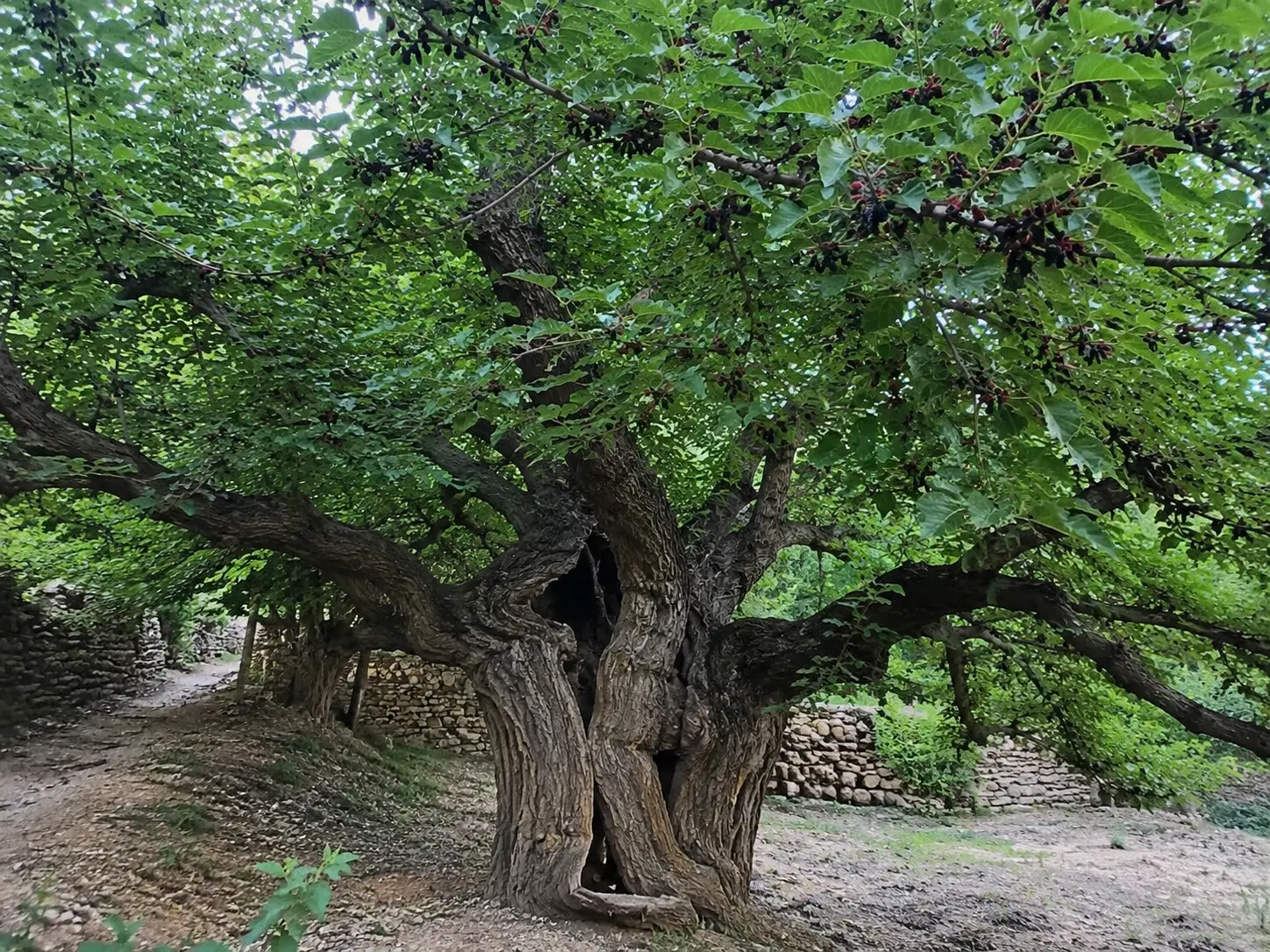 فروش زمین دو نبش، بر خیابان اصلی روستای زردین