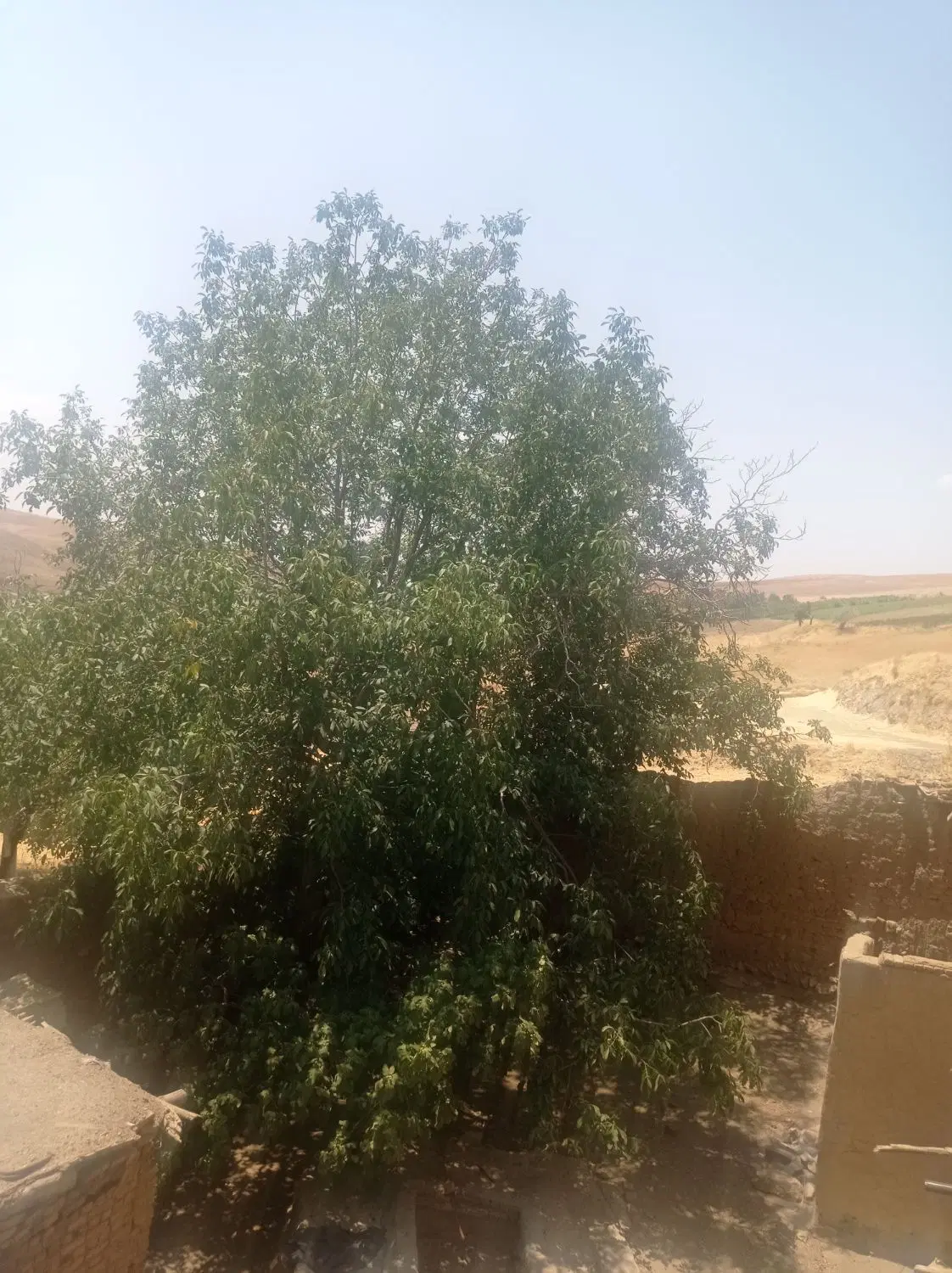 باغ دارای 300تا درخت گردو 20تا درخت گیلاس 20تا لو