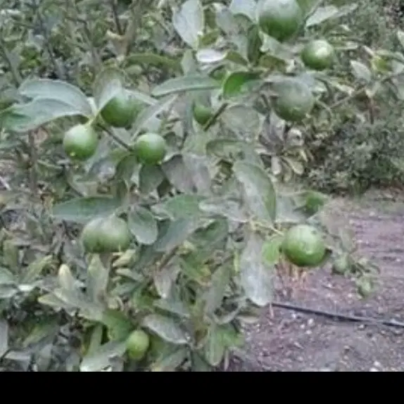 فروش باغ