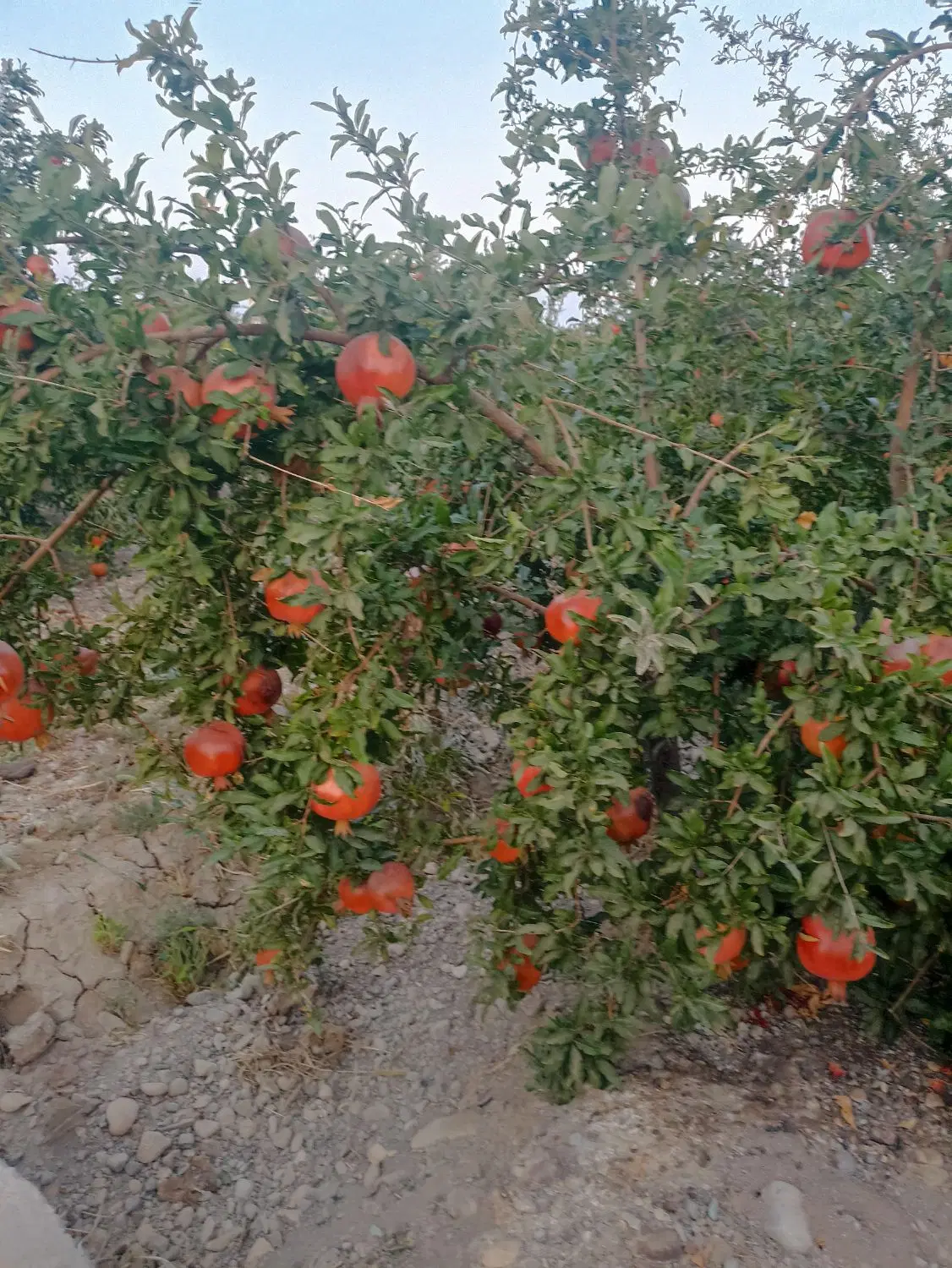 فروش باغ اناری پر بار در ساوه