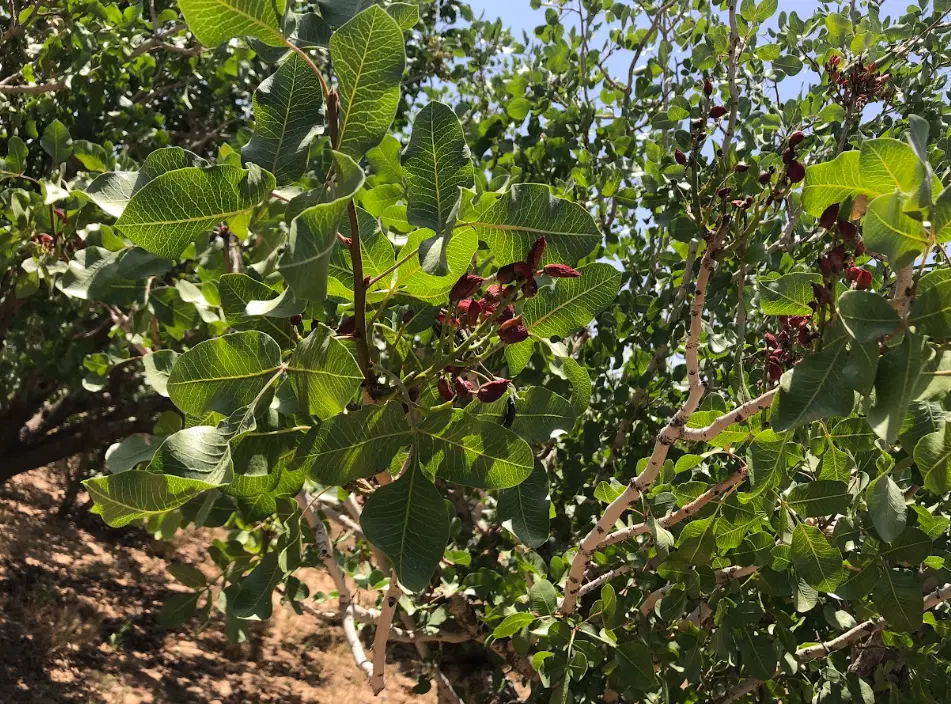 فروش زمین پسته