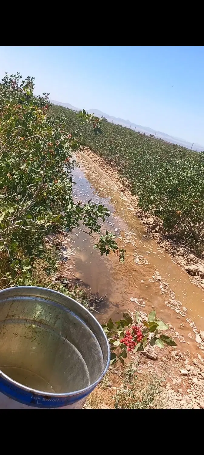 زمین پسته ای