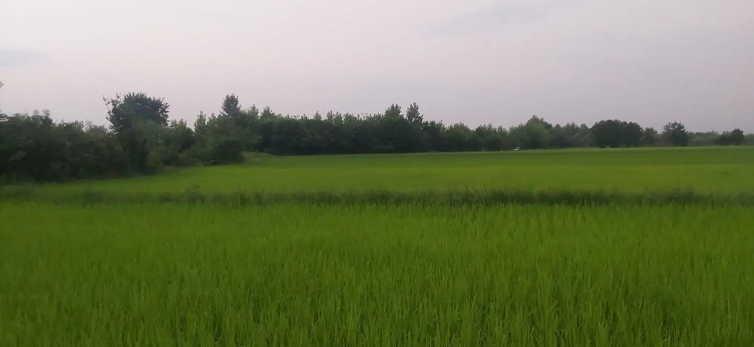 بجاربسیارخوب ودلنشین