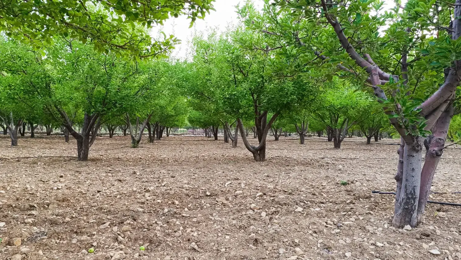 هزار متر باغ ثمری