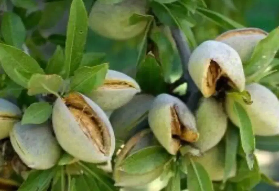 فروش باغ هماشهر محله یحیی آباد( جهت خانه باغ)