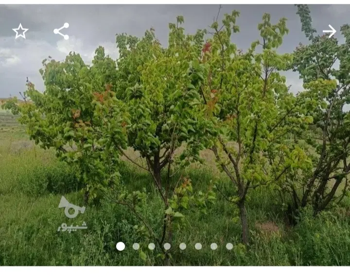 زمین باغی
