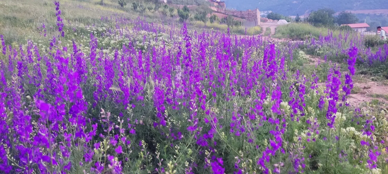 فروش زمین