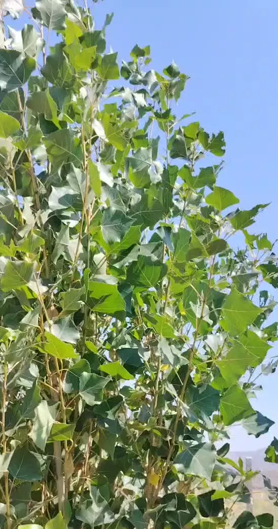 باغ ویلایی تفریحی زمین‌های فرهنگ