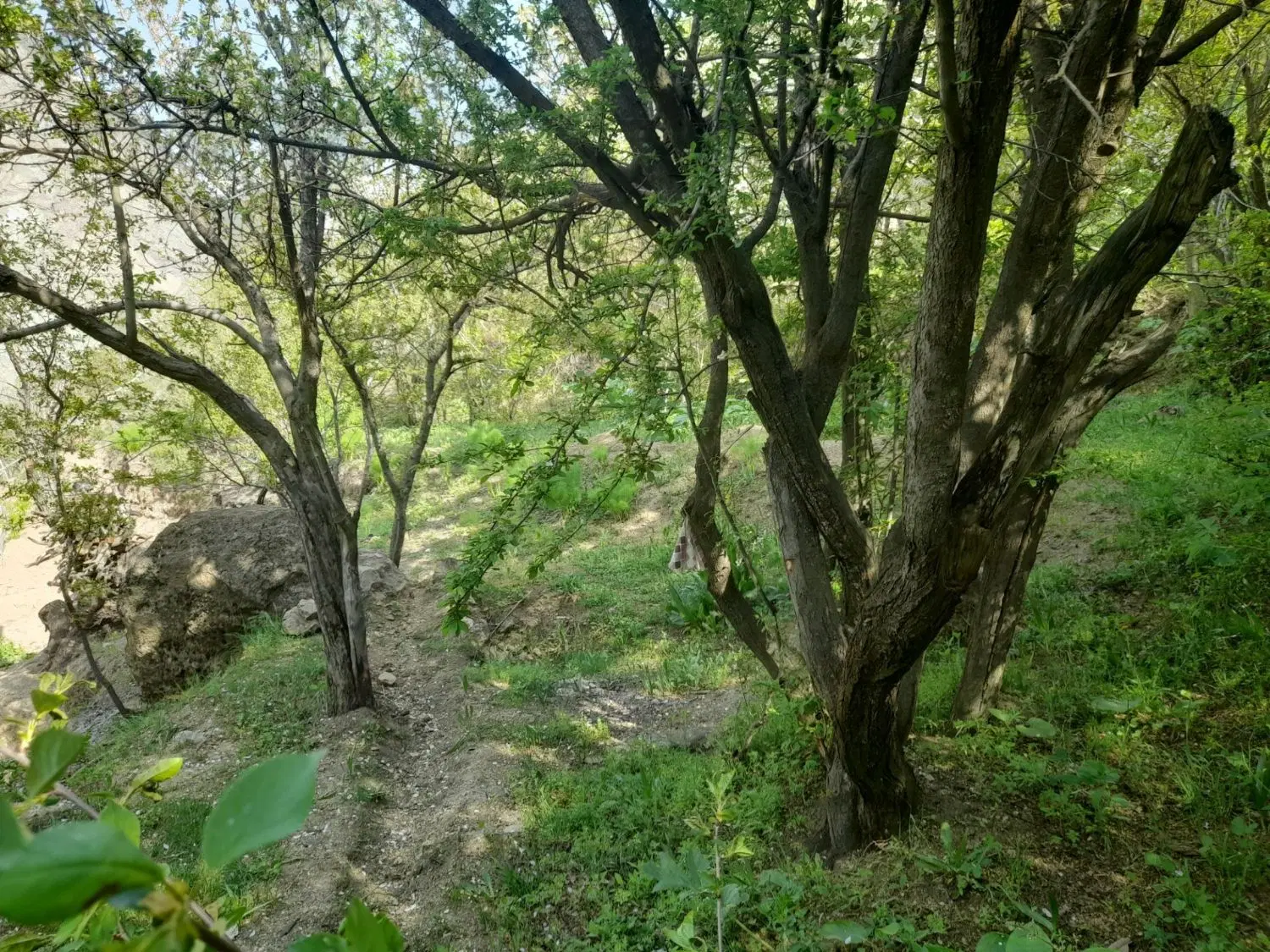 فروش باغ