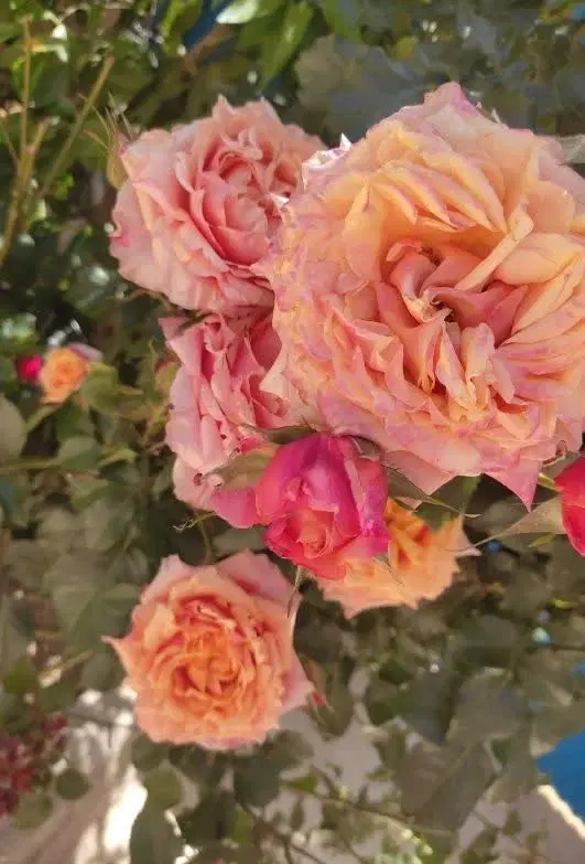 باغ ویلا نجف آباد