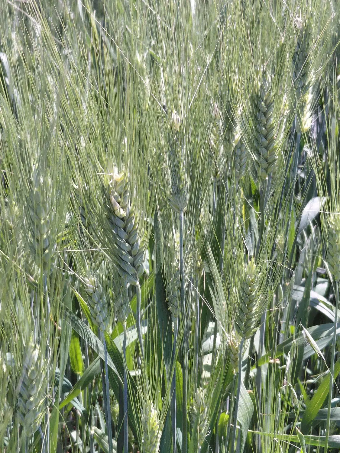 اجاره زمین کشاورزی