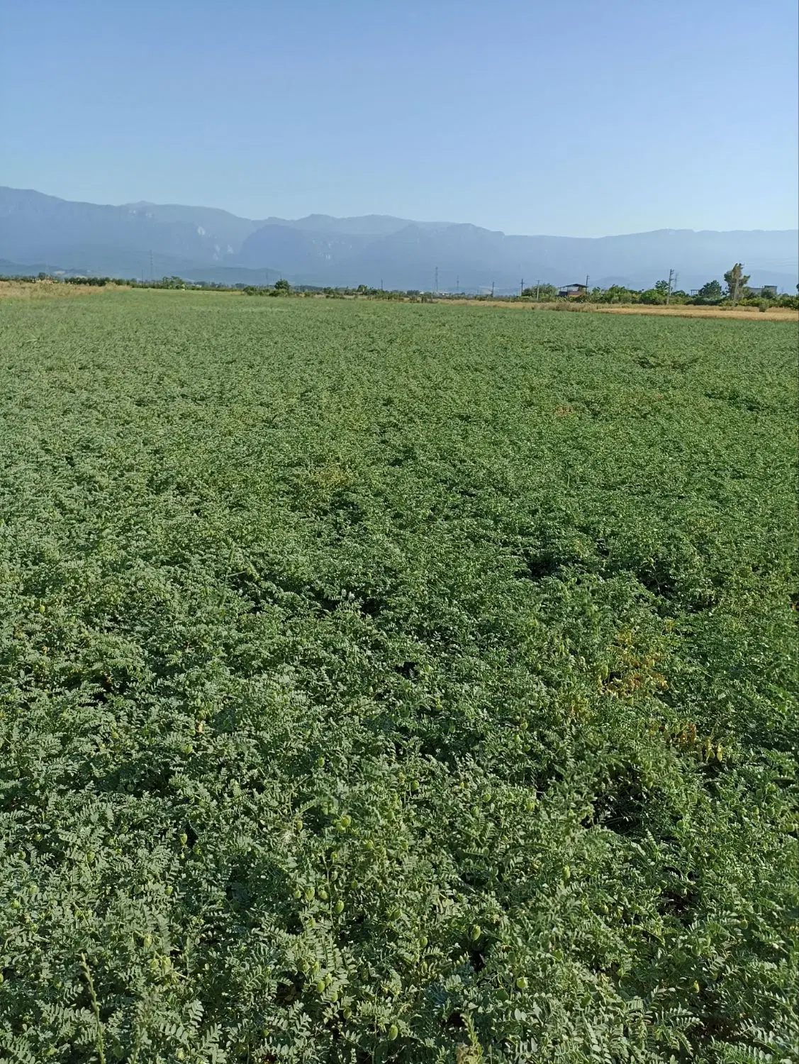فروش زمین مناسب باغ براصلی جاده روستای کلو