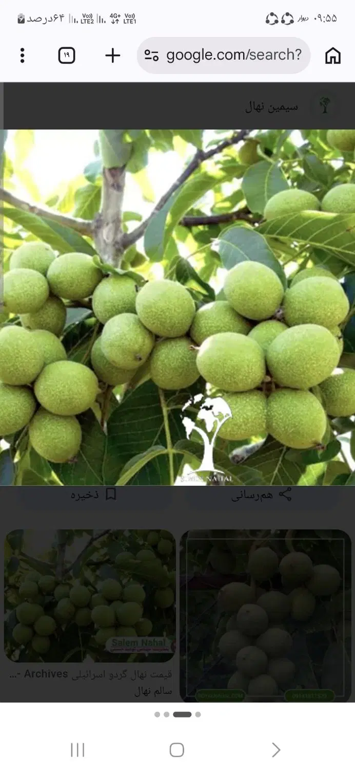 فروش باغ 13 ساله کلا گردو در روستای آلبلاغ