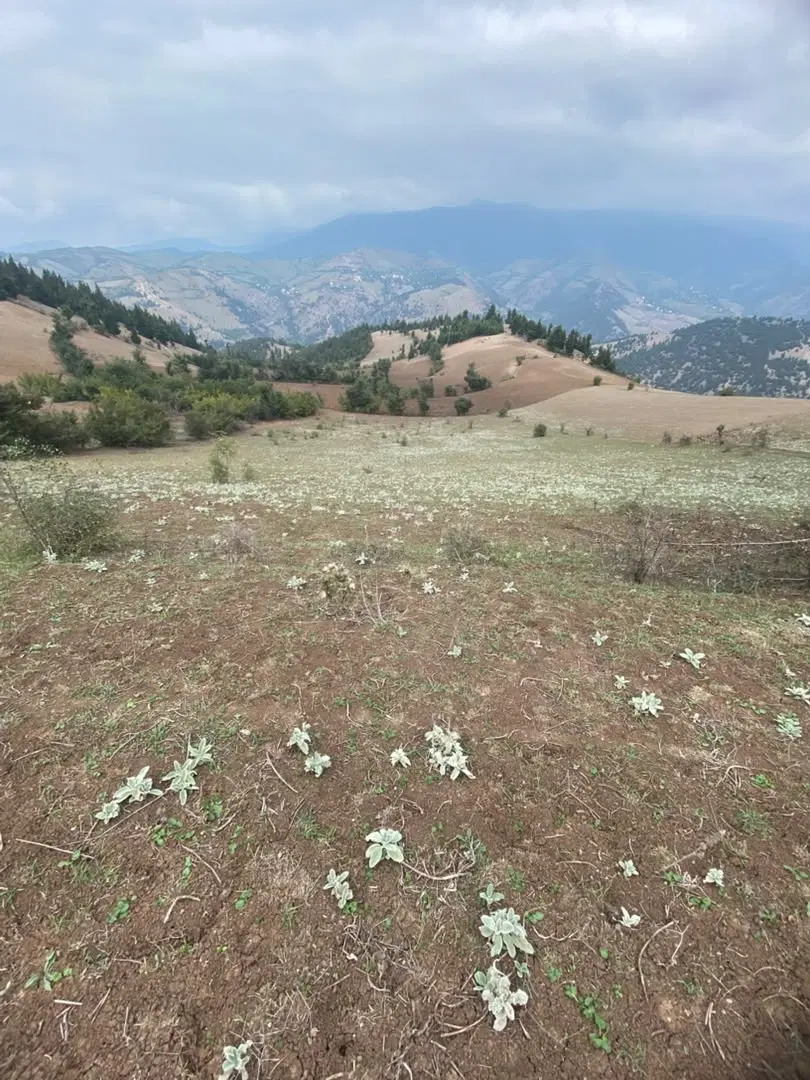 زمین کشاورزی دیم