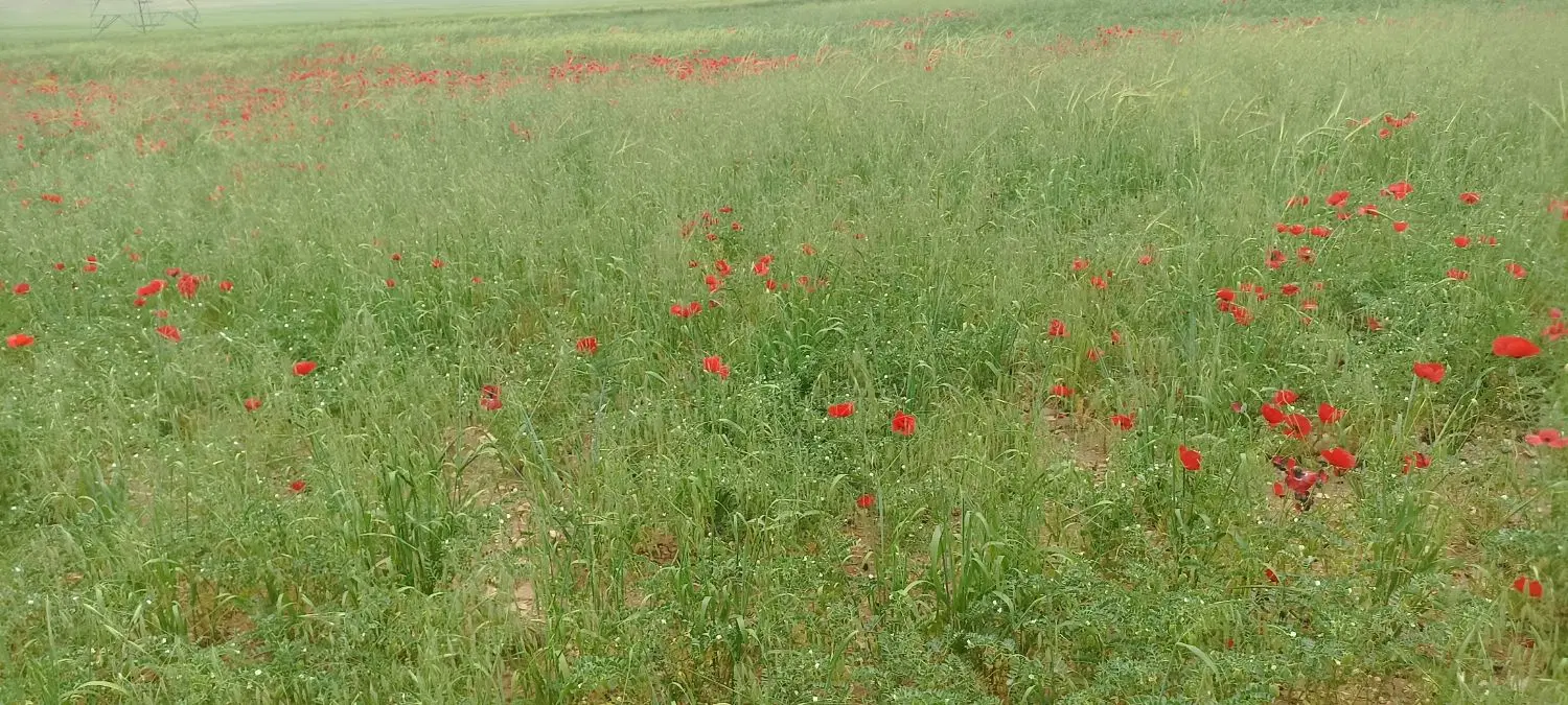 زمین کشاورزی واقع در دالاهو یا کرندغرب