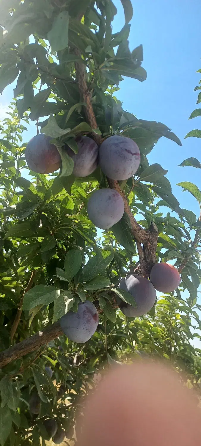 فروش باغچه سهیلیه قاسم گرجی