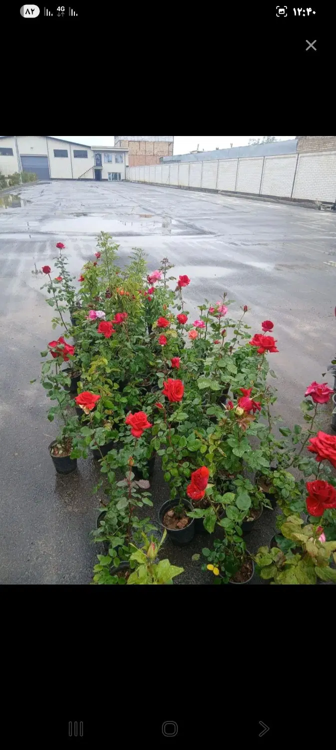 باغچه ویلایی برق دار
