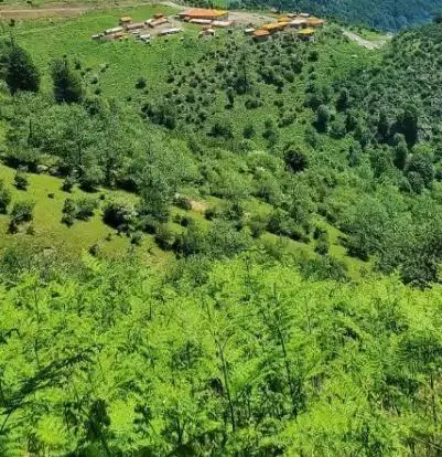 زمین مسکونی سراب یاس