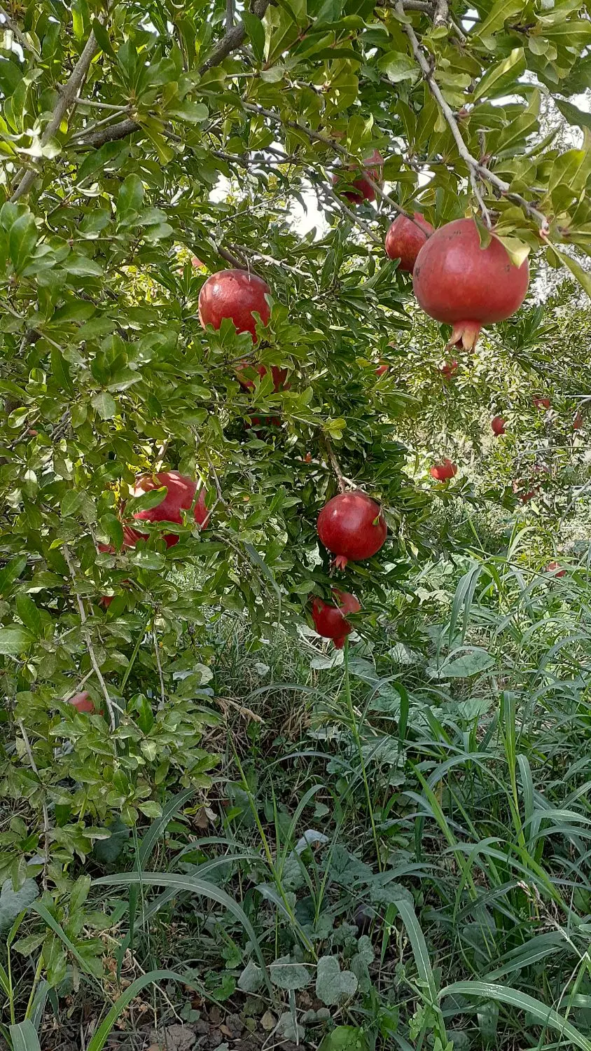 باغ اقدره