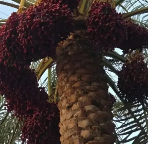 خوشه درخت خرما اجاره داده میشود