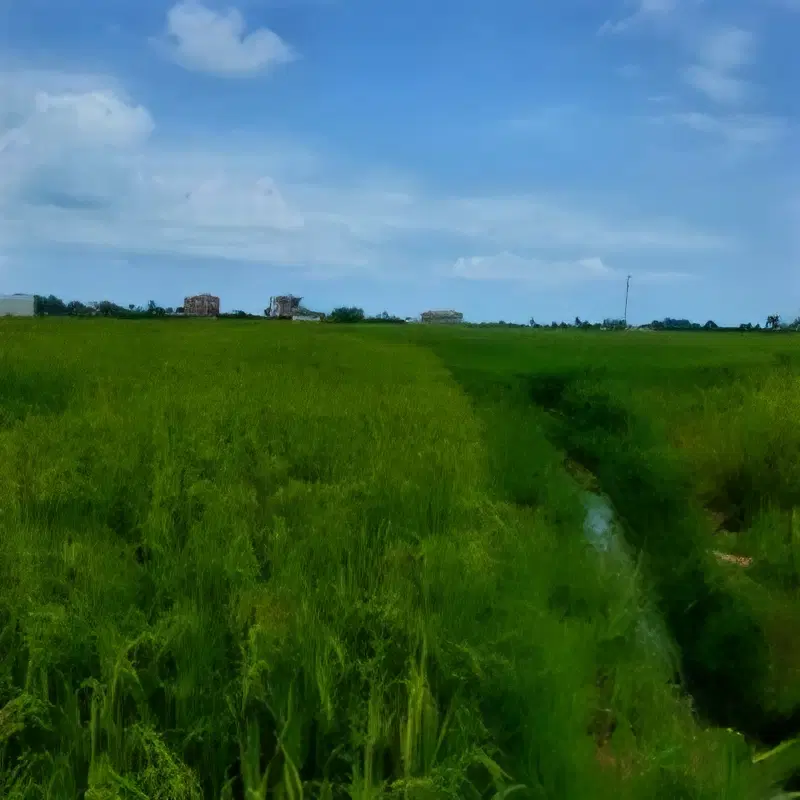 فروش مزرعه مناسب برای کیوی