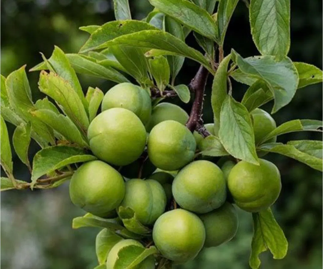 خانه باغ نیمه ساز تنگ چنار